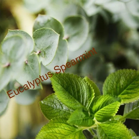 Eucalyptus Spearmint | Scented Candle | Wooden Wick - Picture 4 of 4